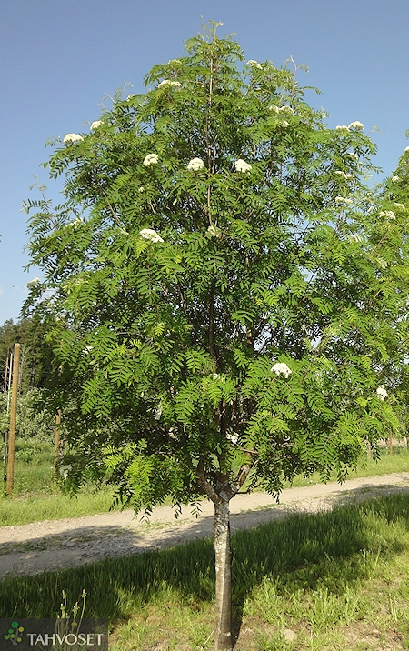 Sorbus 'Birgitta', birgitanpihlaja